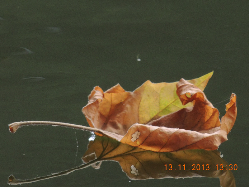 Golden gate park 1023_.jpg