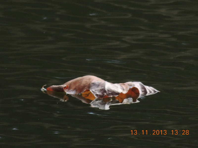 Golden gate park 1013_.jpg
