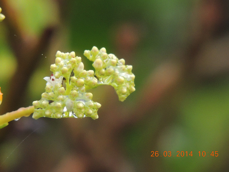 flowers 2014 676_.jpg