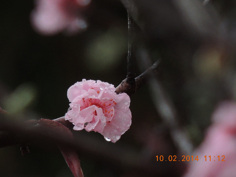 flowers 2014 146_.jpg