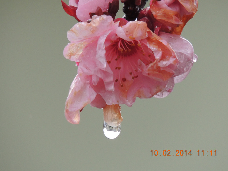 flowers 2014 143_.jpg
