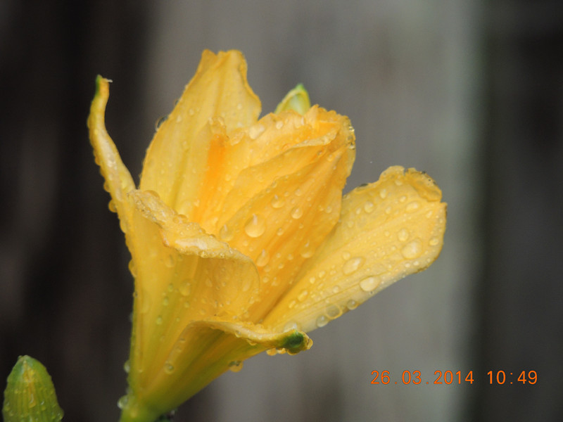 flowers 2014 681_.jpg