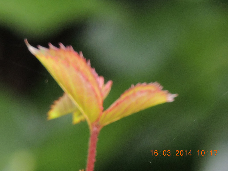 flowers 2014 442_.jpg