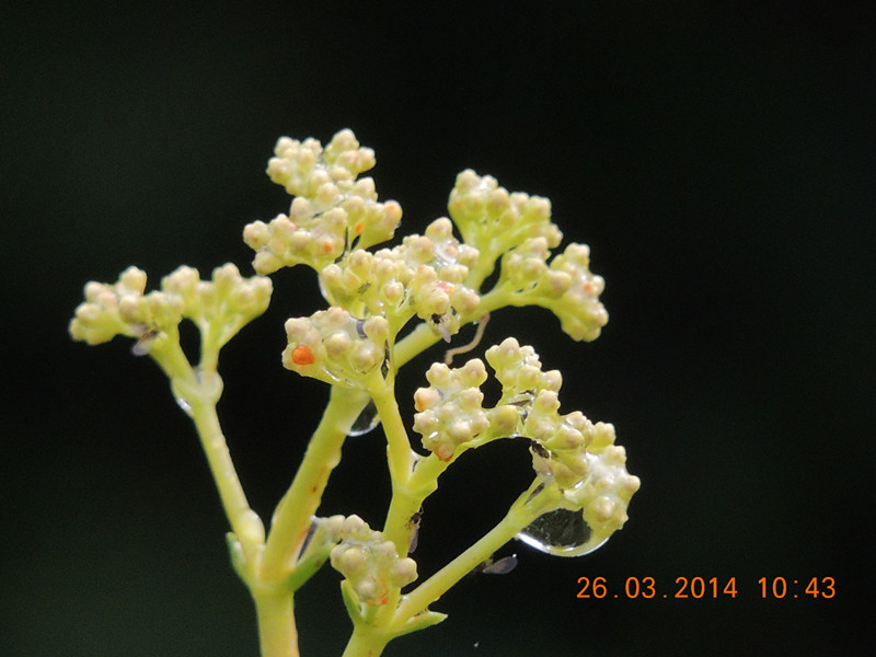 flowers 2014 669_.jpg