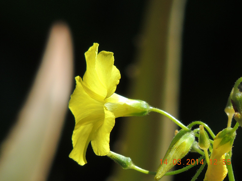 flowers 2014 418_.jpg