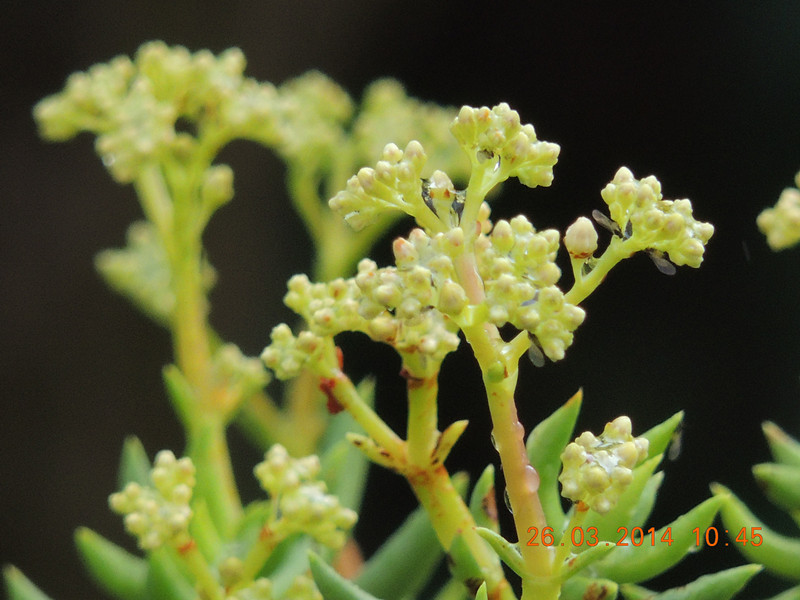 flowers 2014 674_.jpg