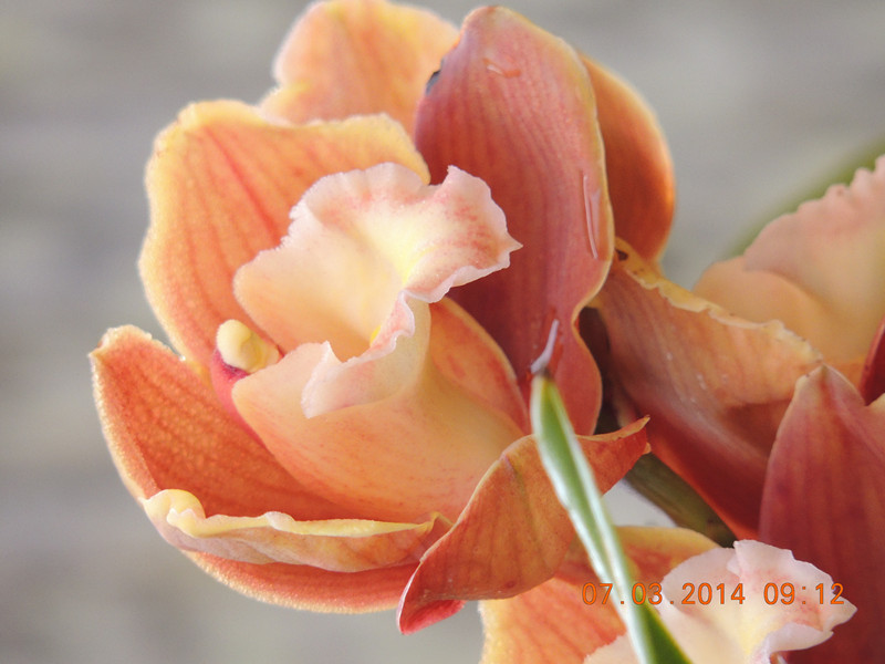 flowers 2014 331_.jpg