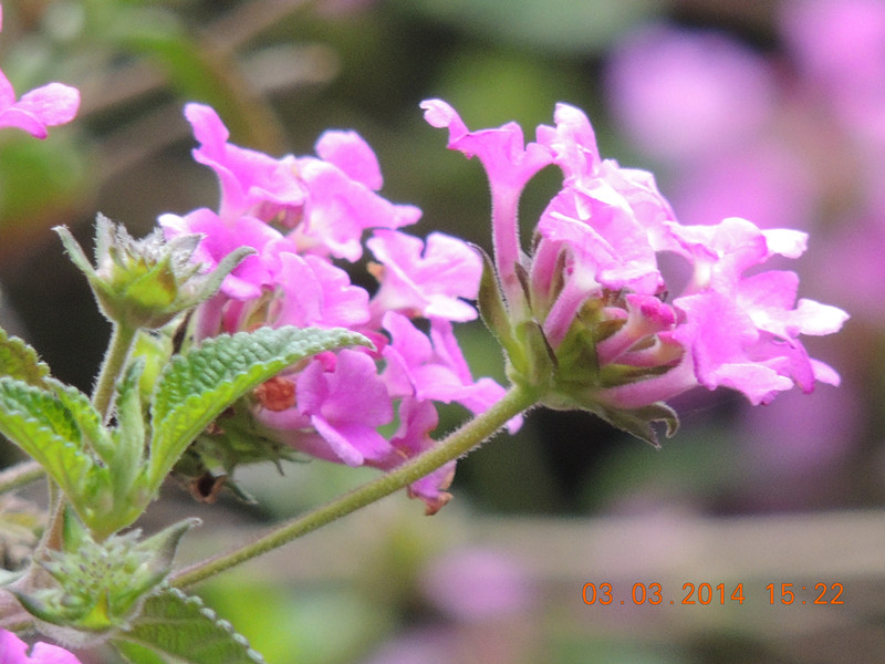 flowers 2014 264_.jpg