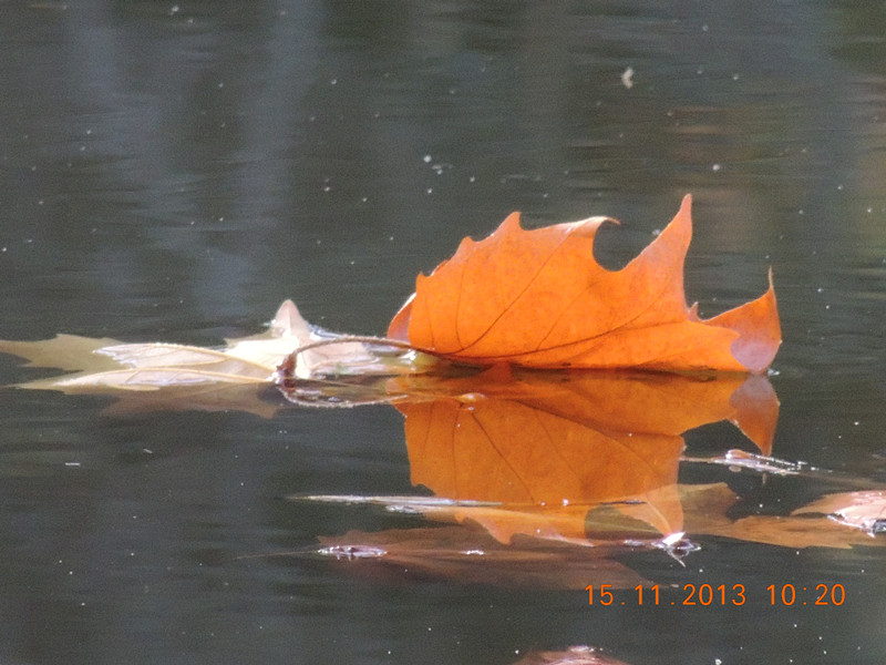 Golden gate park 1046_.jpg