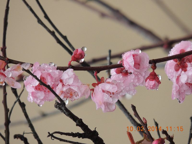 flowers 2014 149_.jpg