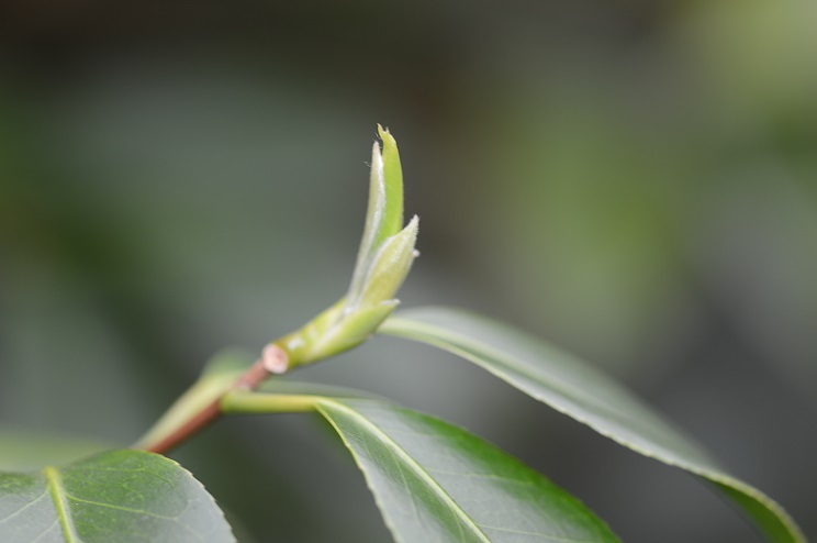 DSC_0340.JPG