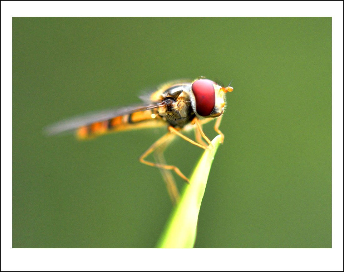 DSC_2085_conew1.jpg