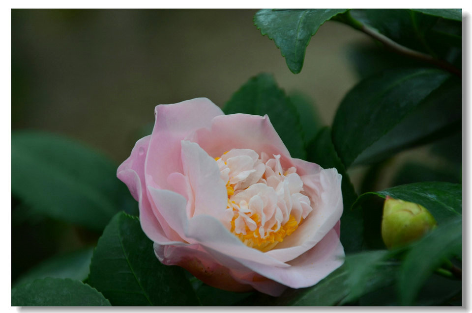 DSC_9100.jpg