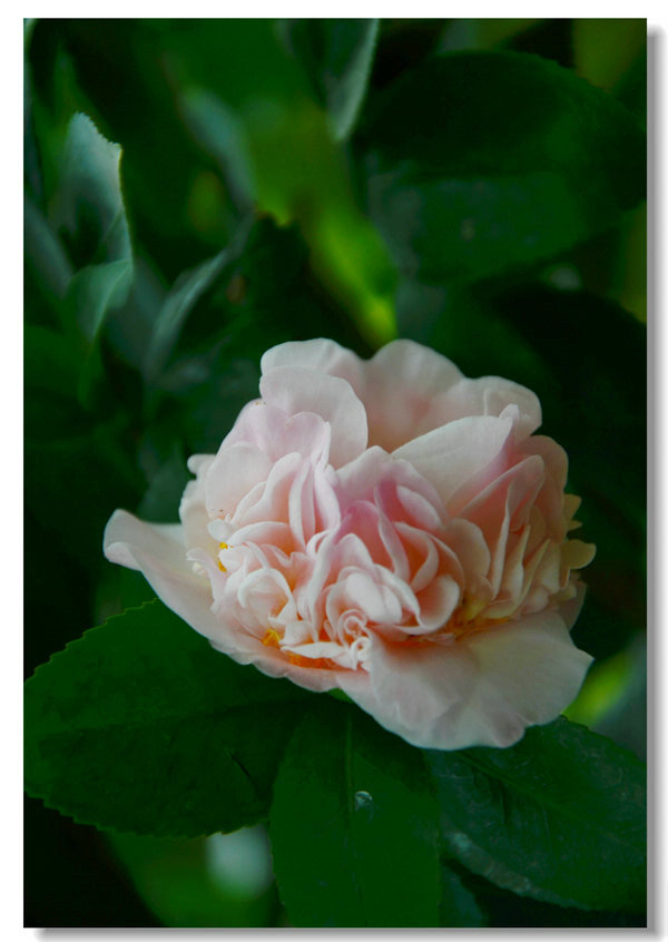 DSC_9101.jpg