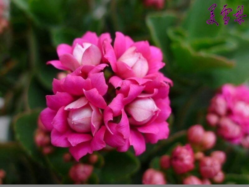 DSC_ 2154_conew1.jpg