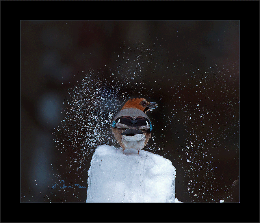 f_DSC8502.gif