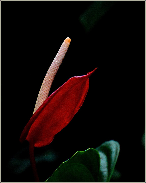 DSC_2829.jpg