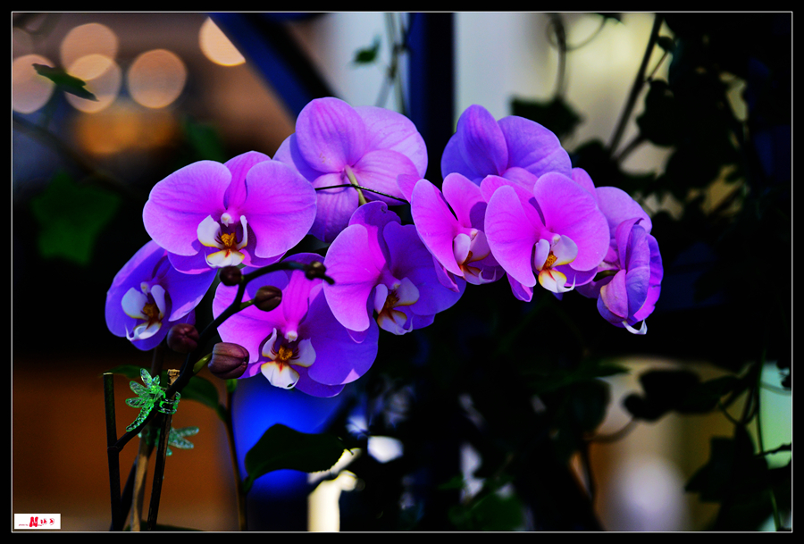 DSC_8437_����.jpg