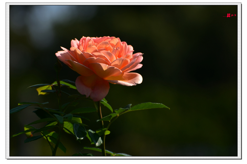 DSC_6462_����.jpg