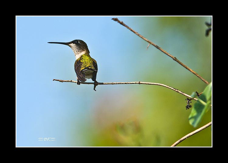 DSC_8623C.jpg