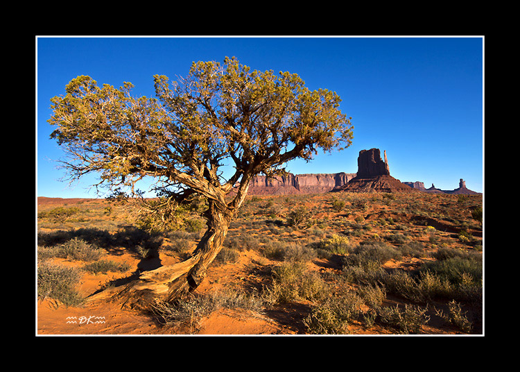 DSC_3329C.jpg