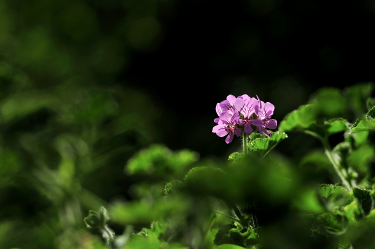 _DSC4640_01.JPG