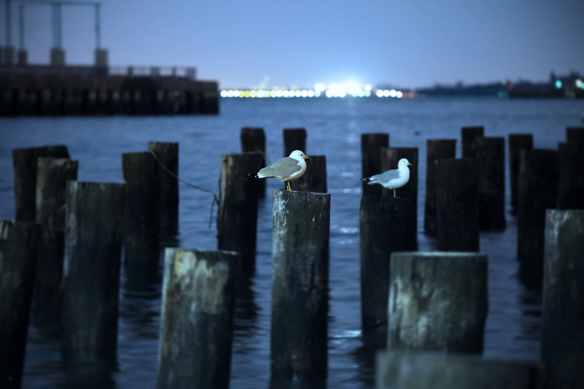 IMG_0019vvo.jpg