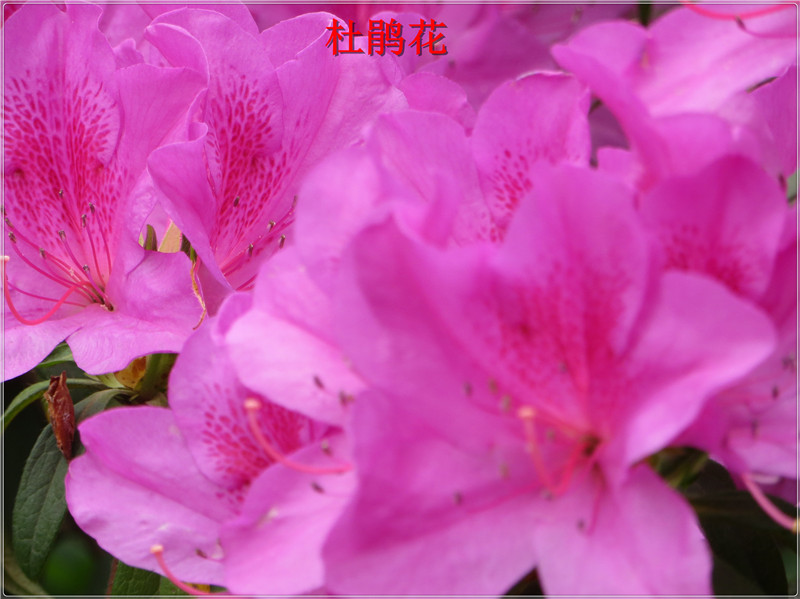 IMG_6896.jpg