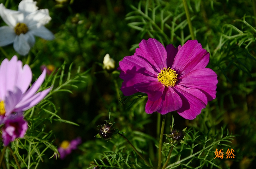 DSC_0289.JPG