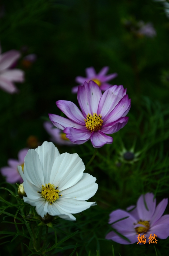 DSC_0304.JPG