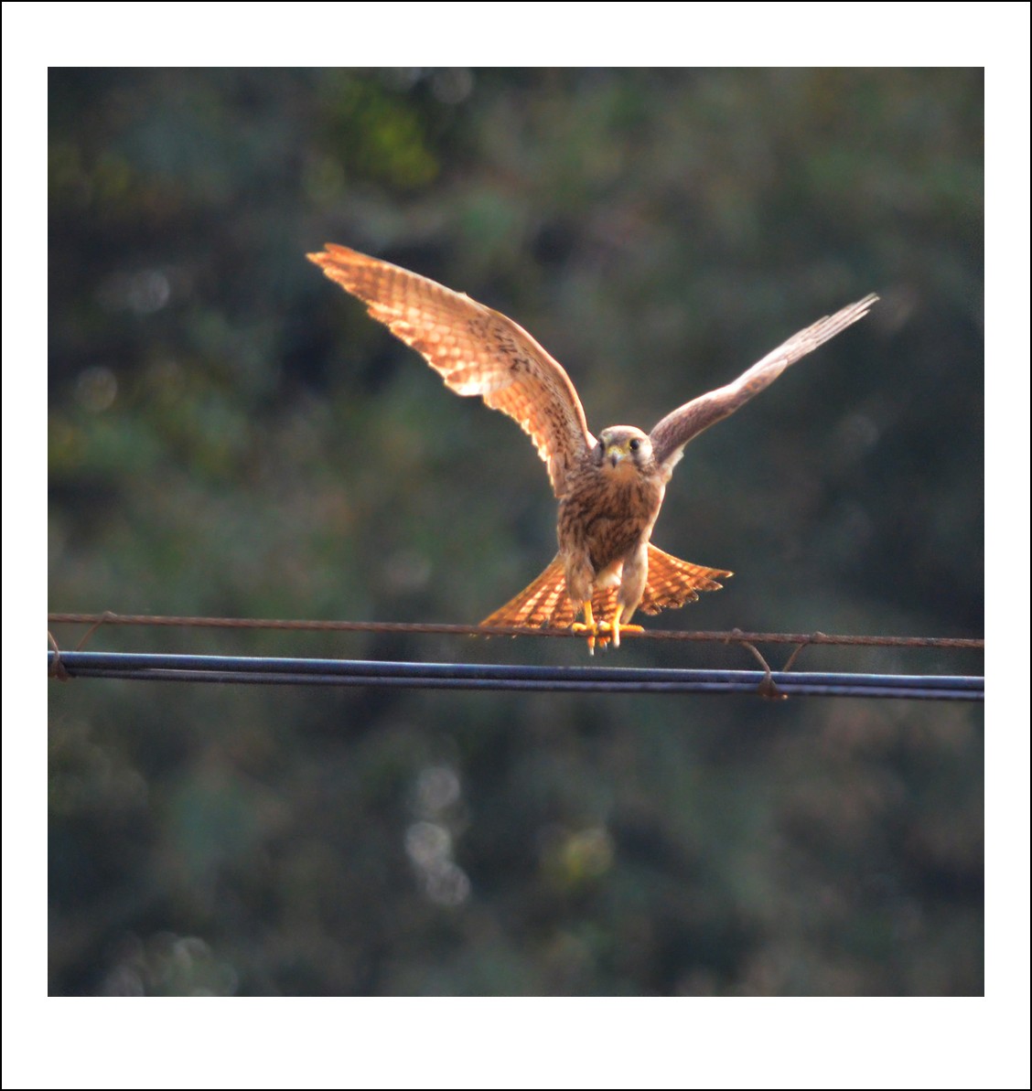 DSC_5547_conew1.jpg