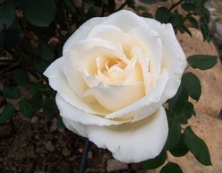 100_9048a.jpg