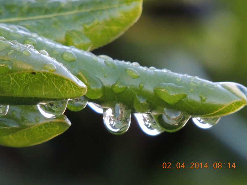 flowers 2014 765_.jpg