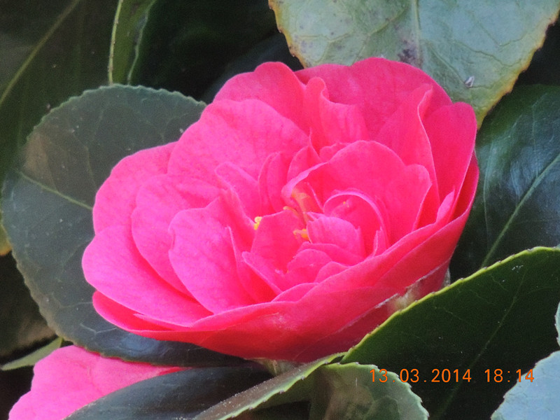 flowers 2014 402_.jpg