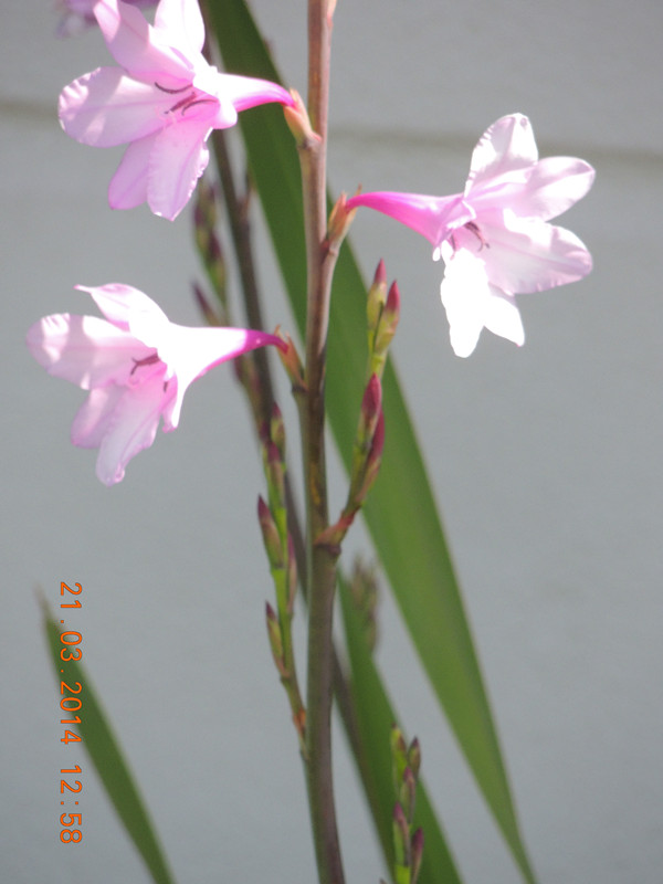flowers 2014 662_ת_.jpg