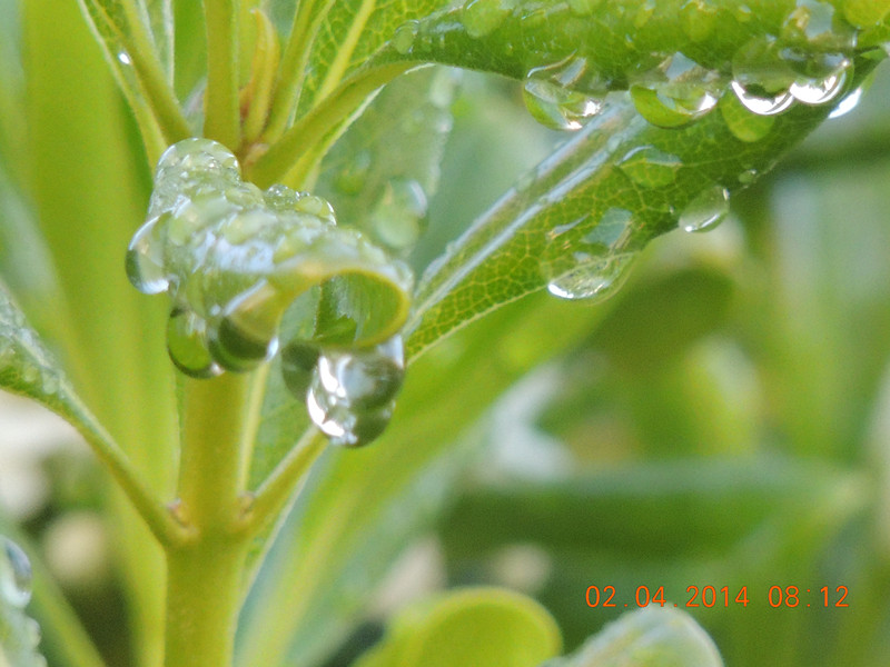flowers 2014 759_.jpg