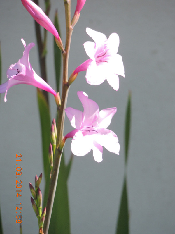 flowers 2014 665_ת_.jpg
