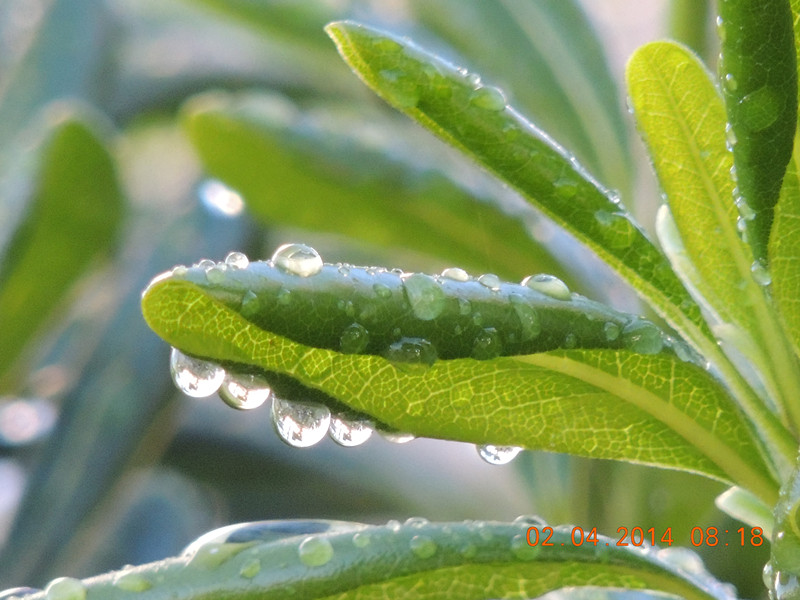 flowers 2014 773_.jpg