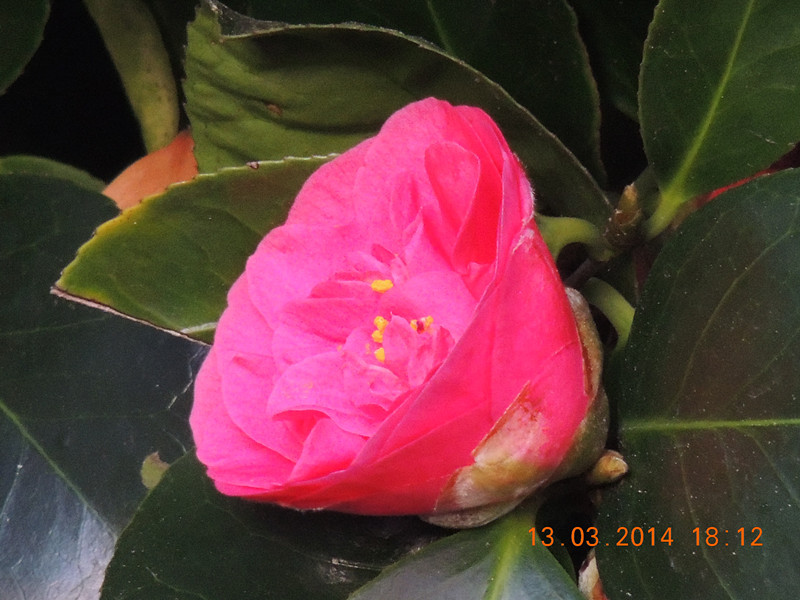 flowers 2014 395_.jpg