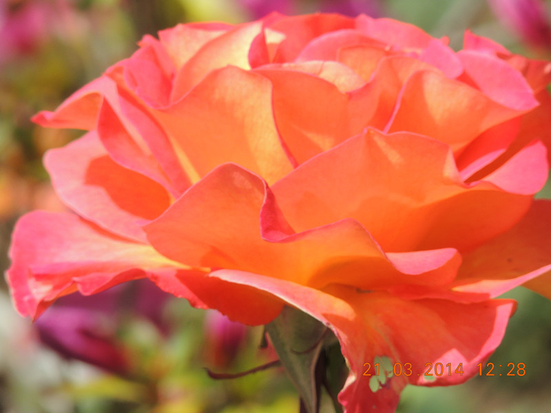 flowers 2014 599_.jpg