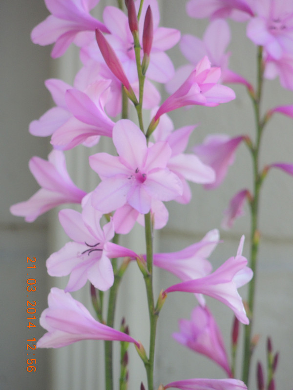 flowers 2014 654_ת_.jpg