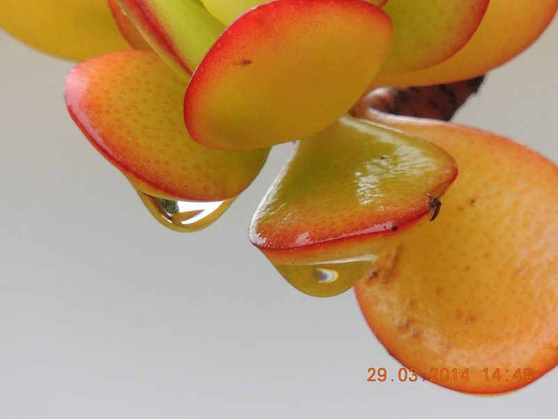 flowers 2014 721_.jpg