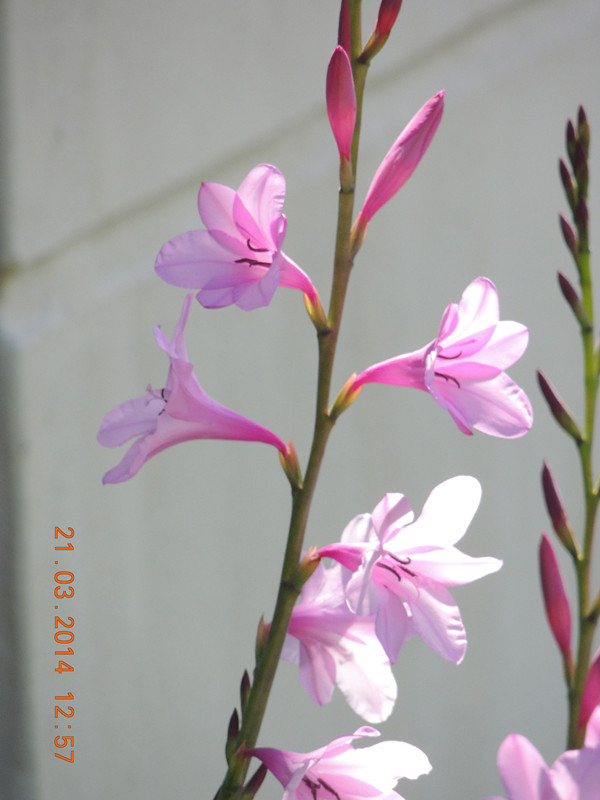 flowers 2014 655_ת_.jpg