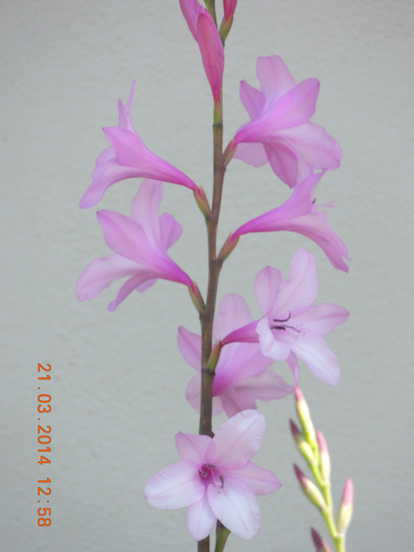 flowers 2014 660_ת_.jpg