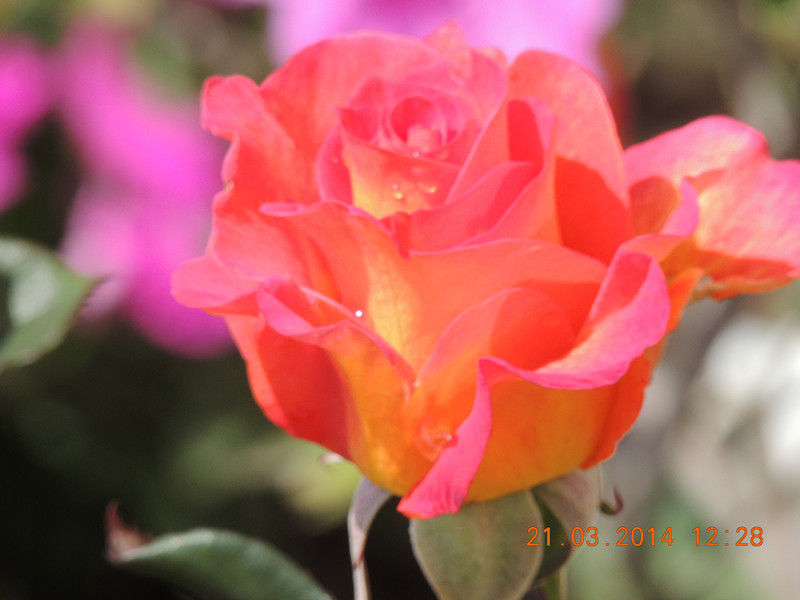 flowers 2014 597_.jpg