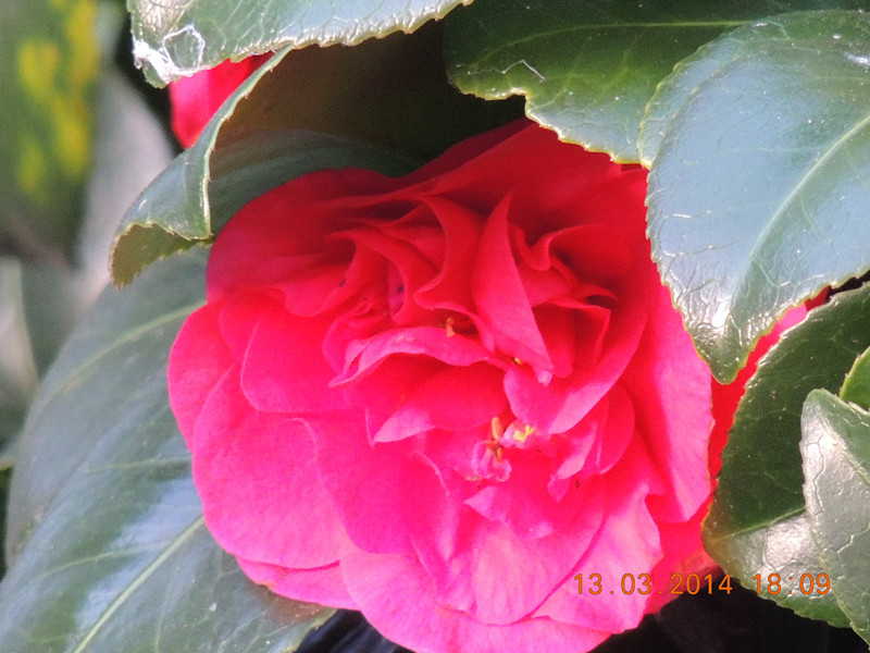 flowers 2014 391_.jpg