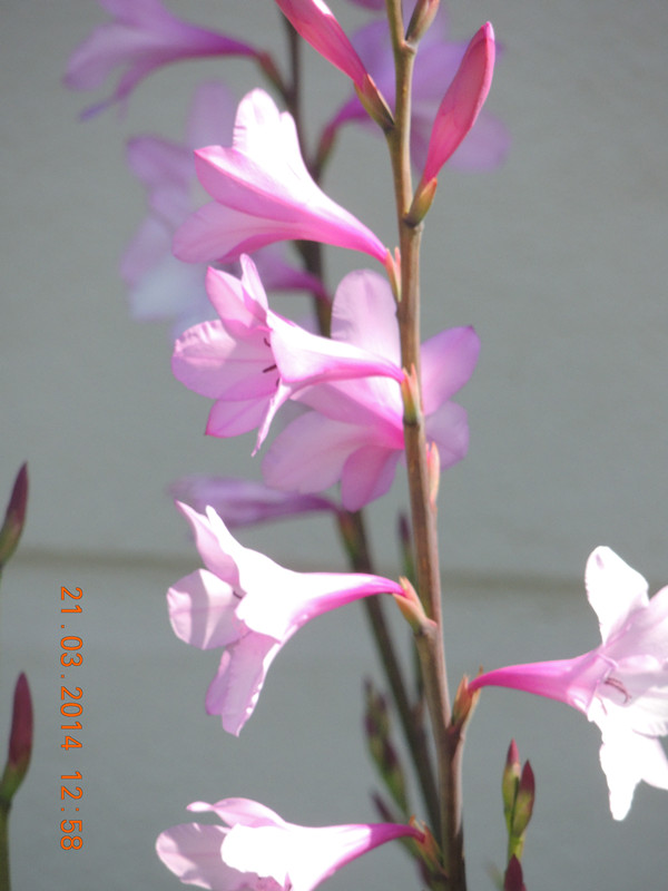 flowers 2014 661_ת_.jpg
