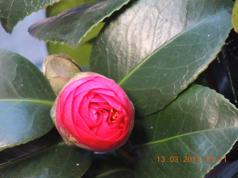flowers 2014 392_.jpg