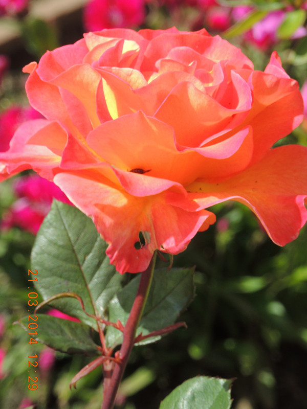 flowers 2014 602_ת_.jpg
