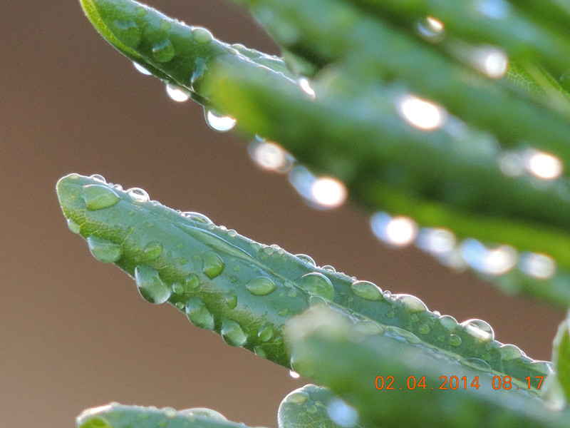 flowers 2014 770_.jpg